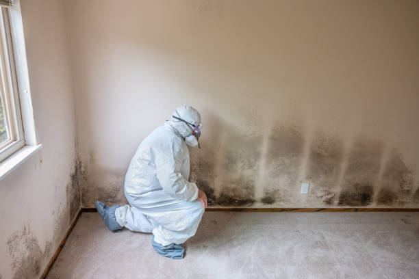 Mold Documentation for Insurance Claims in Manito, IL